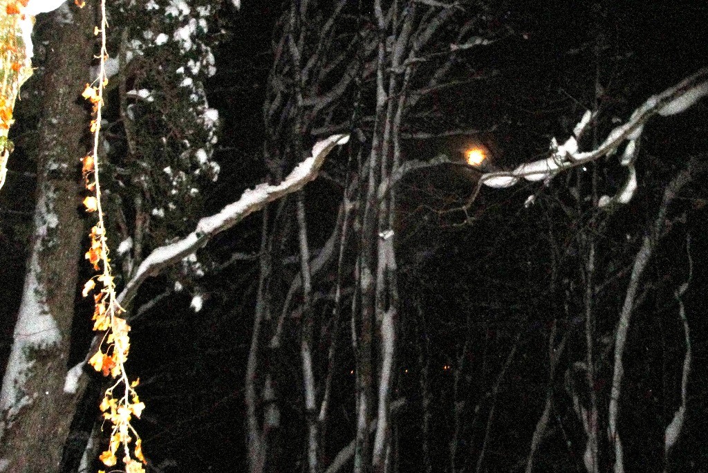 Pleine lune dans la forêt