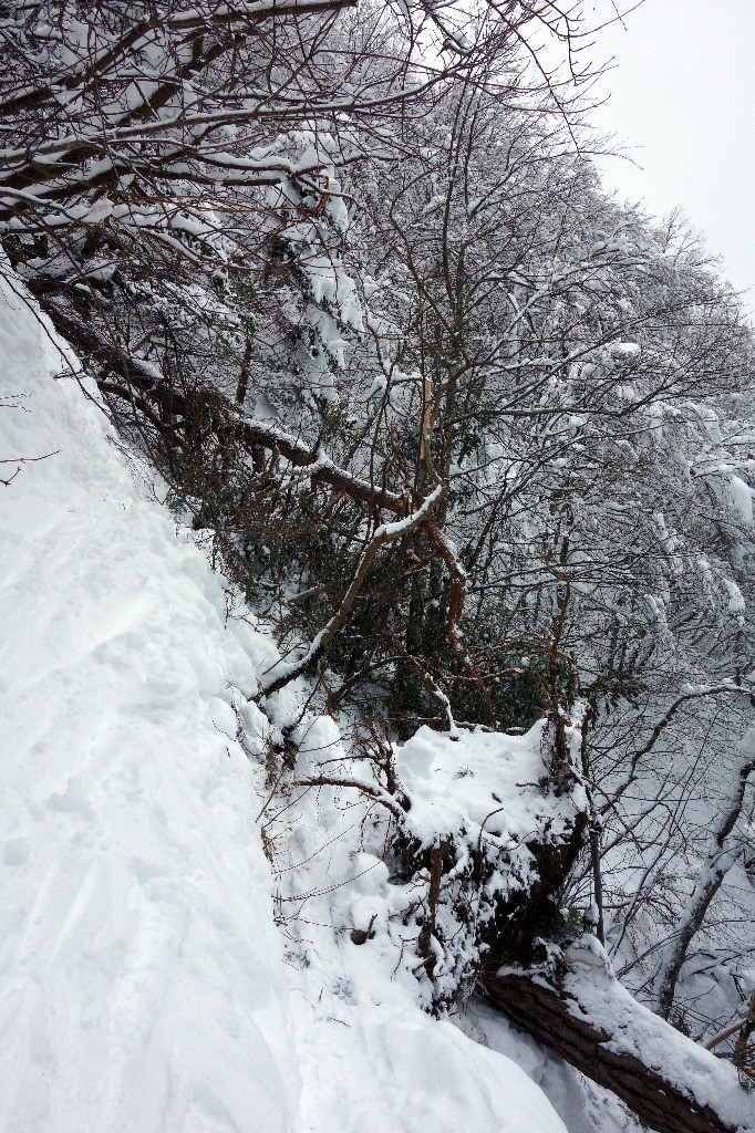 #5 2 sapins arrachés sur la trace de montée... 2 sapins arrachés sur la trace de montée...
