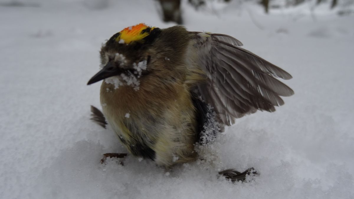 #15 L L'hiver est dur pour la faune