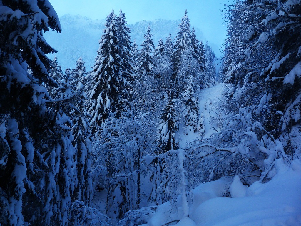Petit matin glacial dans une forêt fantomatique