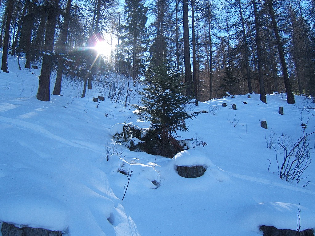 faible épaisseur de neige dans le bois  