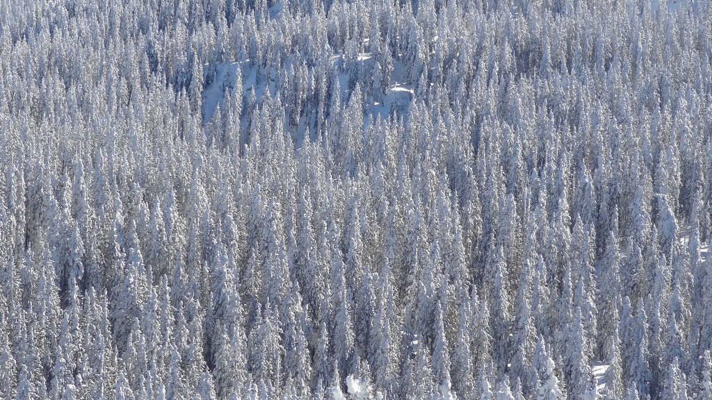 Forêt Chartrousine