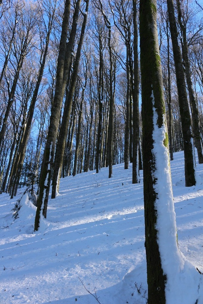 sapins encore plâtrés