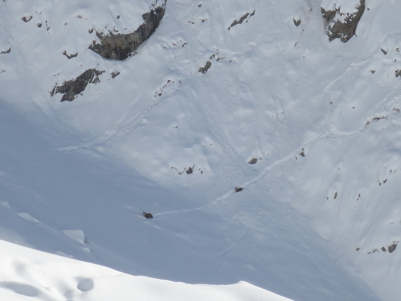 Même les chamois brassent !