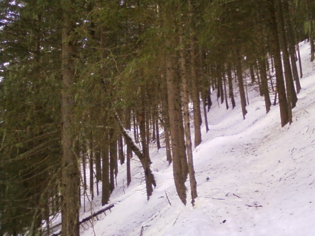 Le chemin dans la forêt, belle ambiance nordique