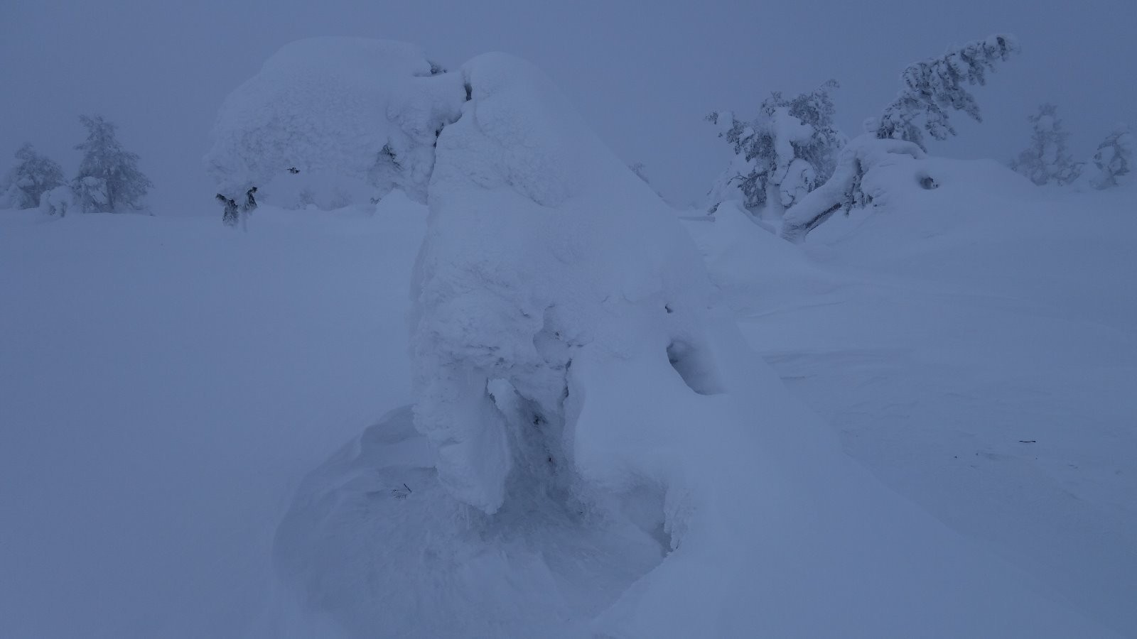 Pin bien recouvert de neige