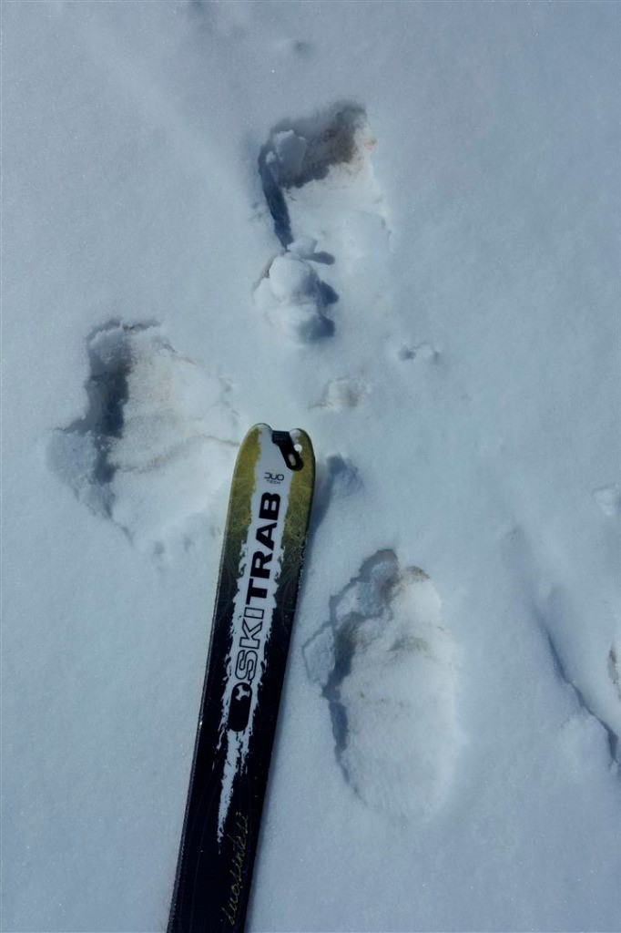 J4 : traces d'ours dans la neige