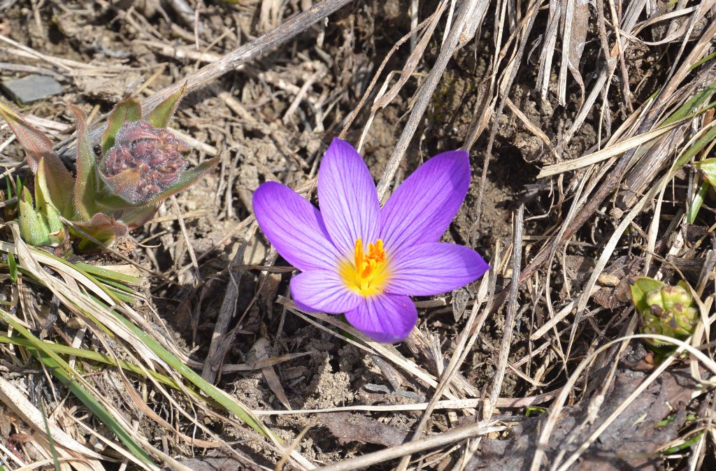 Crocus: le printemps...