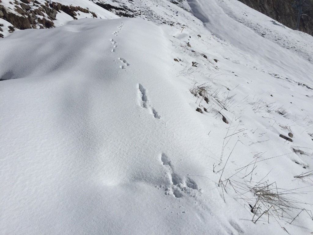 traces