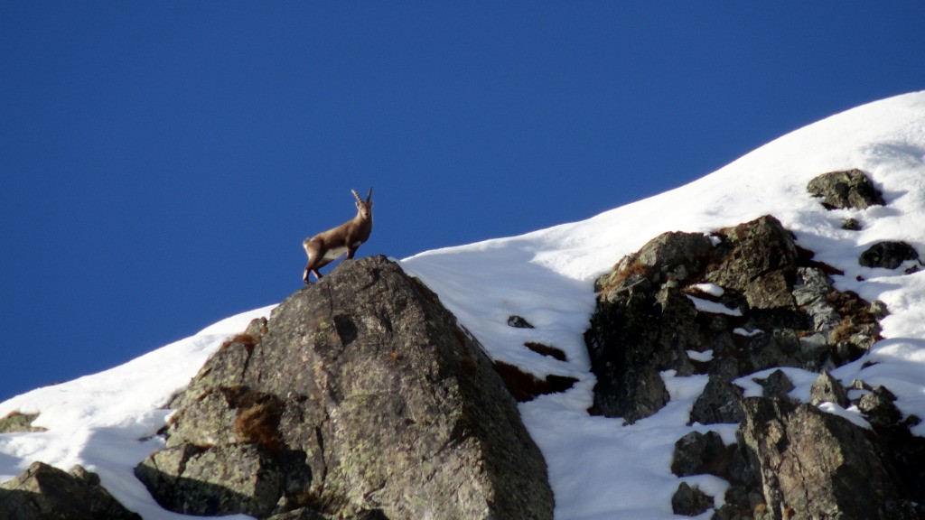 un beau pelage d'hiver