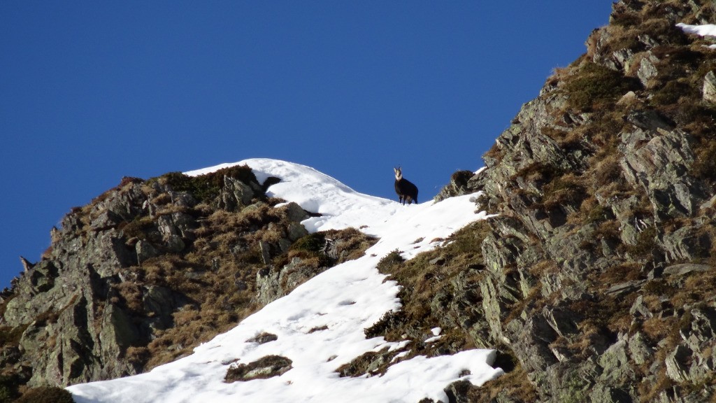 pas mal de chamois dans le coin