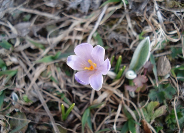 Une crocus : Puisque le printemps a l'air d'être bien présent, je vous offre une fleur.