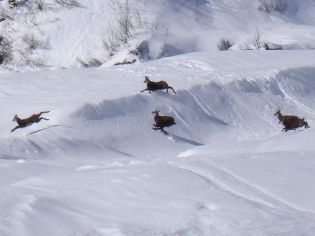 sympathique rencontre : Des chamois partout