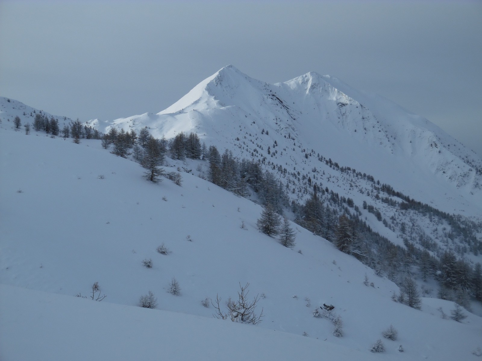 petite autane vue de fond génique