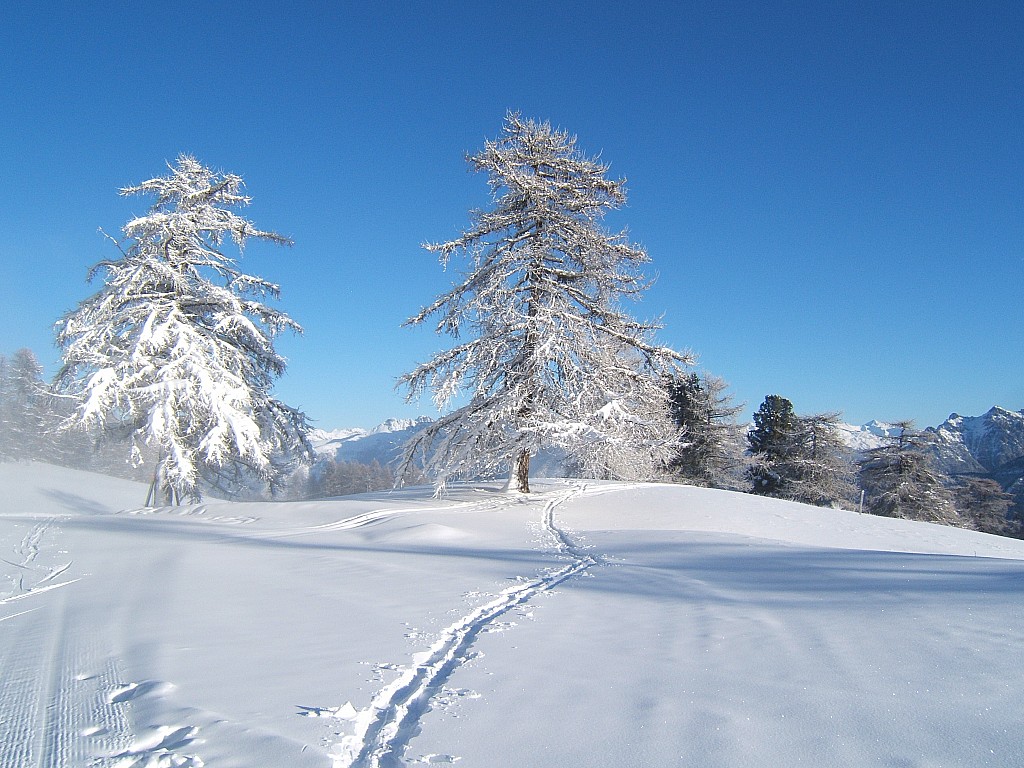 vers la bergerie du césier (alt 2100m)