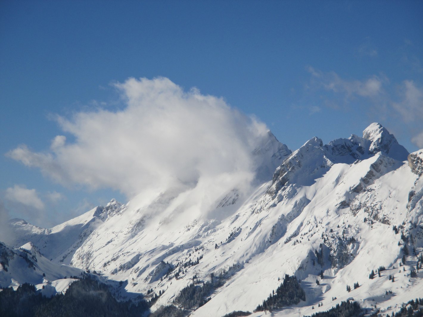 ça bourgeonne comme annoncé!