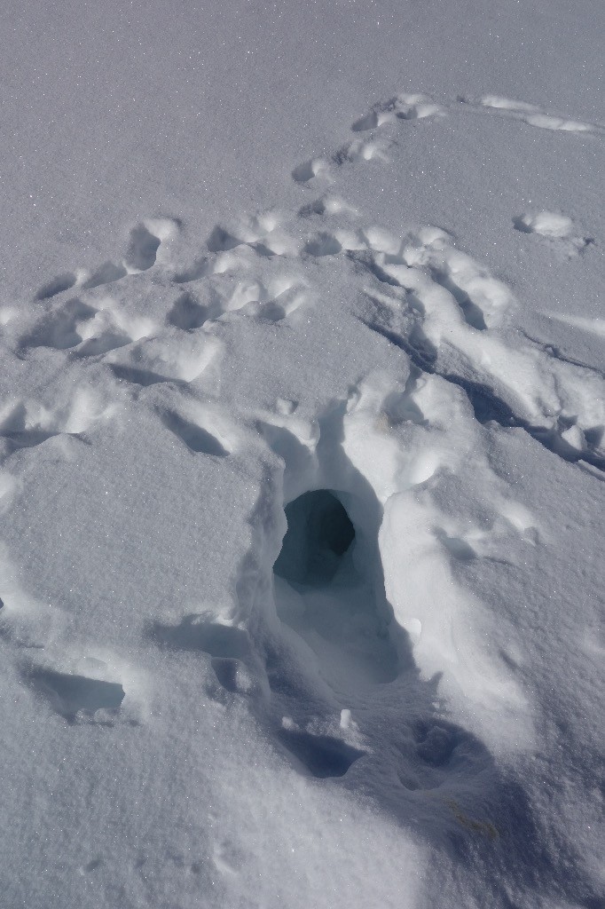 #6 terrier de??? terrier de???