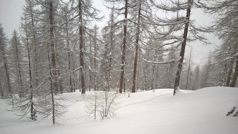belle forêt, belle neige!