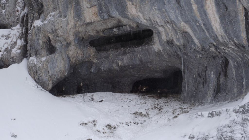 #7 viande qui court viande qui court