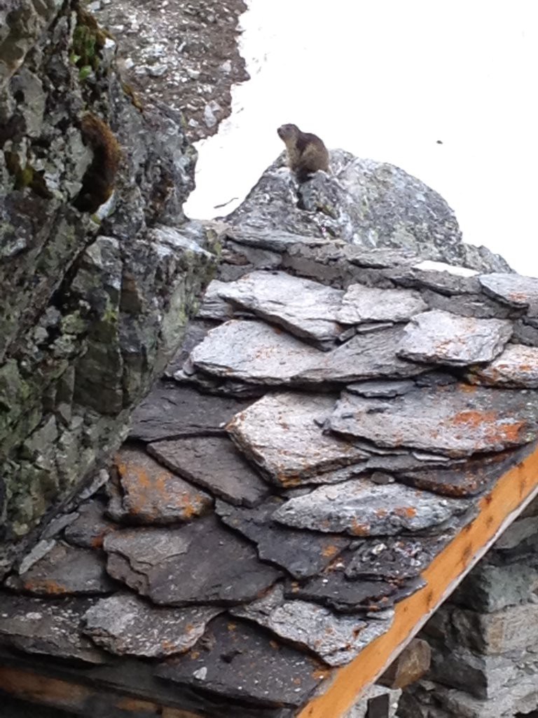 Marmotte sur le  toit 