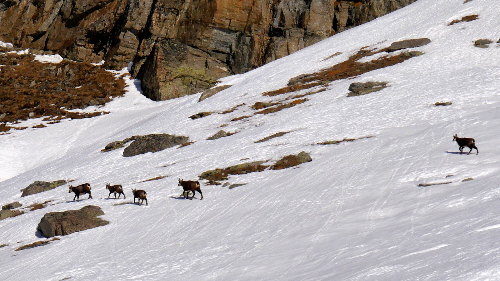Chamois... nombreux dans le secteur.
