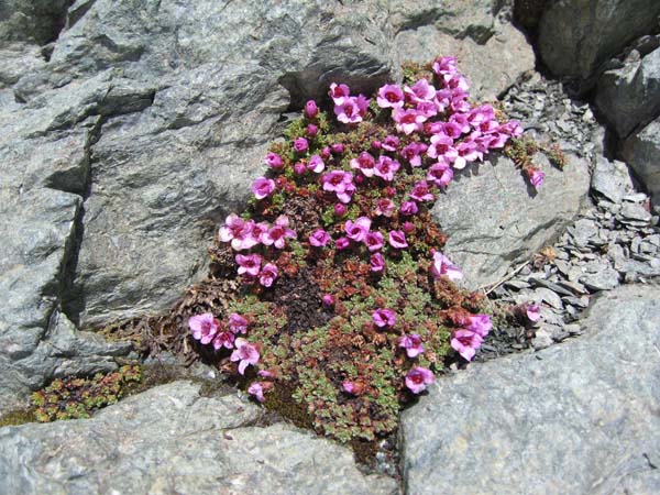 Au col des Roches : à 3400 c'est déjà le printemps