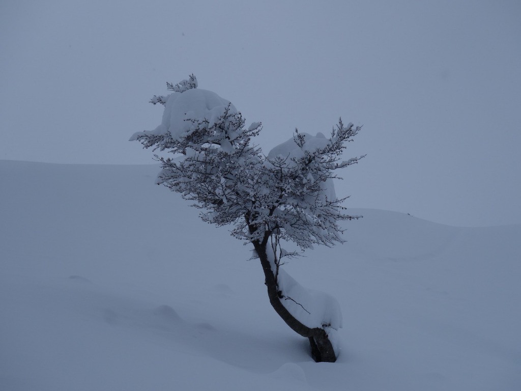 Un arbre perdu dans tout ce blanc ! 