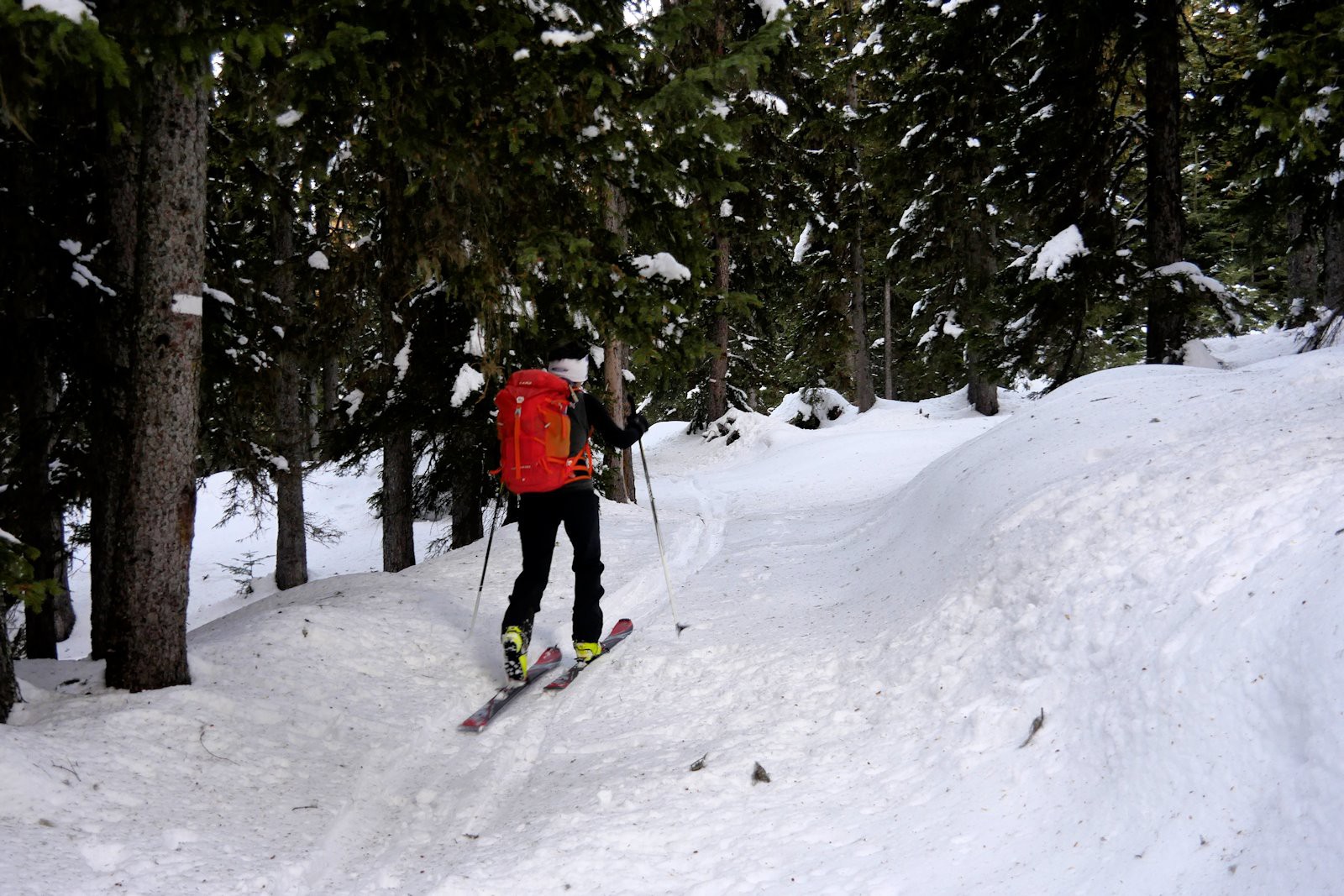 A travers la forêt d'épicéas.