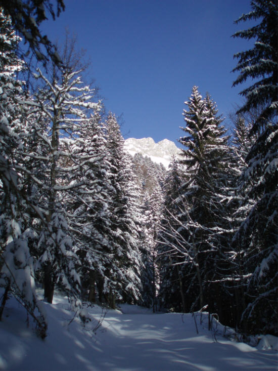 colombier d'aillons : de belle quantité en forêt, bonne surprise