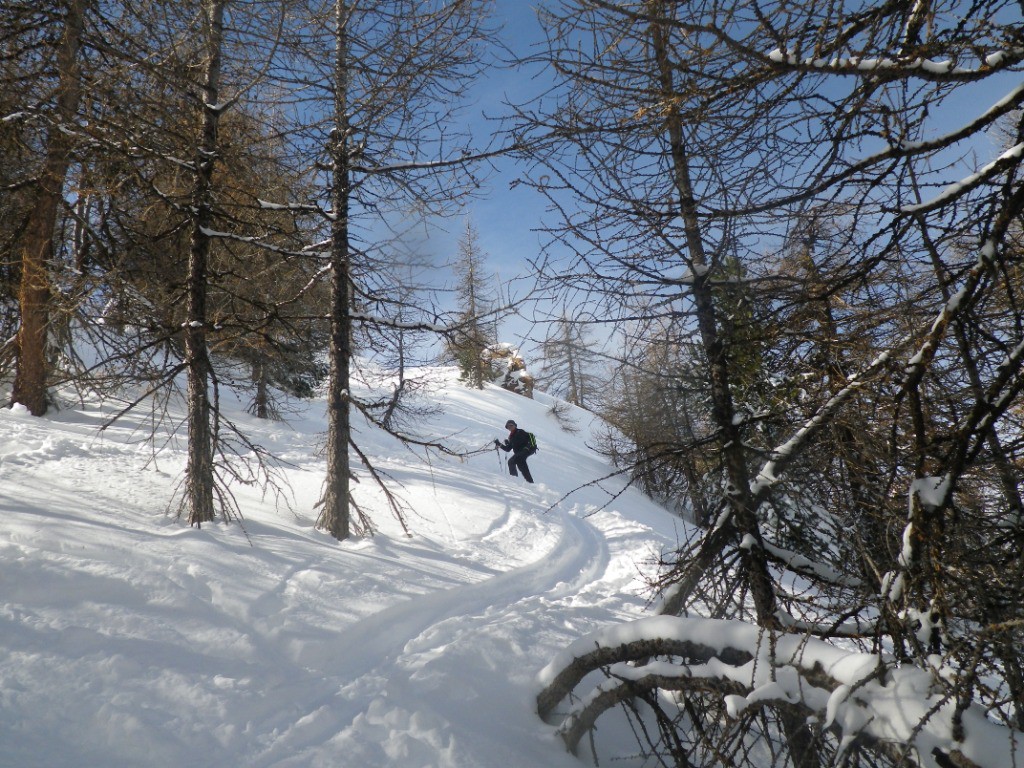 une forêt que pour nous