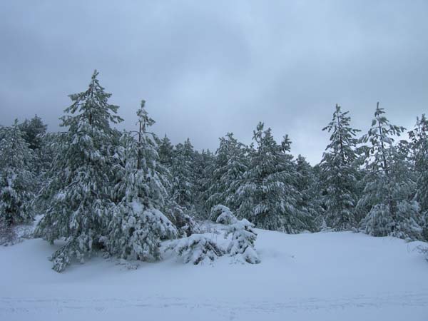 Pins de noël : Les pins larici de Corse déguisés en épicéas de la Chartreuse
