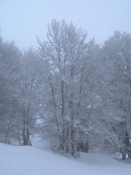 Hêtre glacé : Ambiance glaciale plus haut