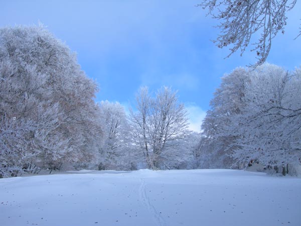 Arbres givrés : Une forêt de cristal