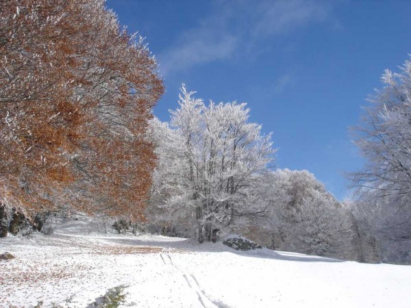 Hêtres rouges - hêtres givrés : l'automne est encore la
l'hiver y est déjà !!!!
premieres traces.....