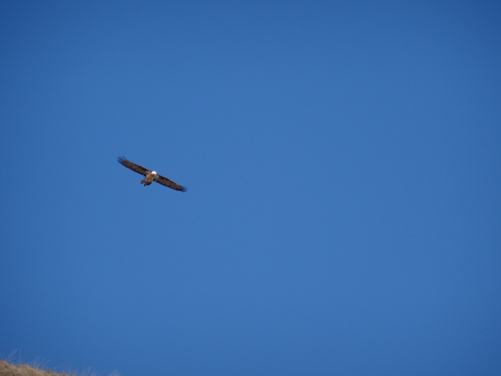 Un beau couple de vautour (?) planait au dessus de nous !