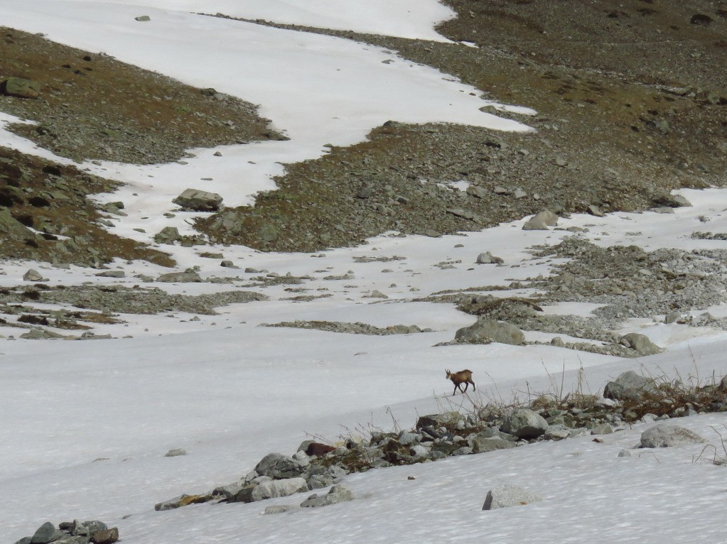 chamois : seuls êtres vivants avec moi