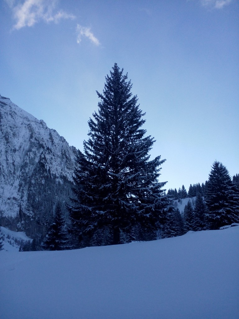 Un haut bois qui tutoie les sommets