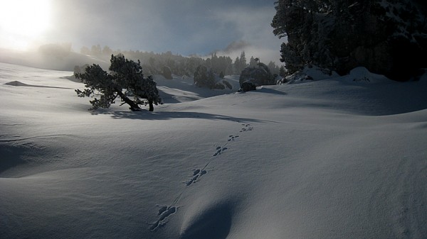 Vallon de Marcieu : Une trace de Skitourien ?