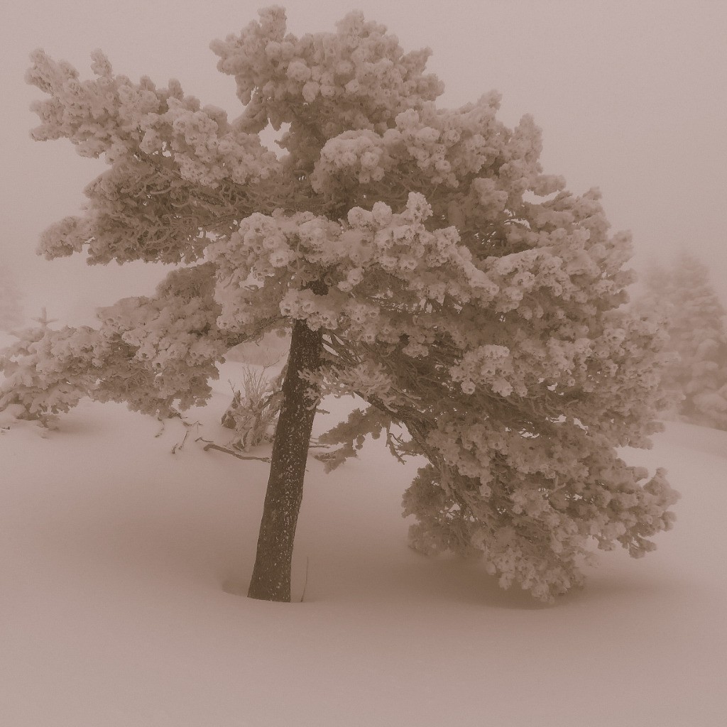 arbre en tenue hivernale