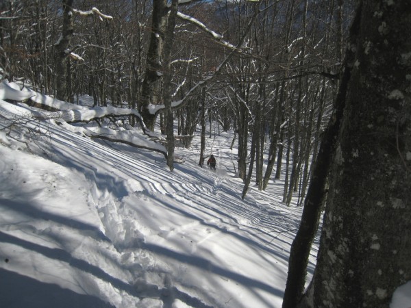 Dans la fôret : Bon ski dans une neige restée froide