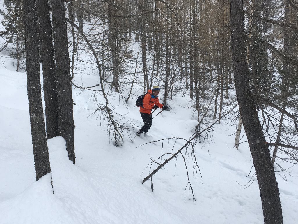 Le ski de forêt