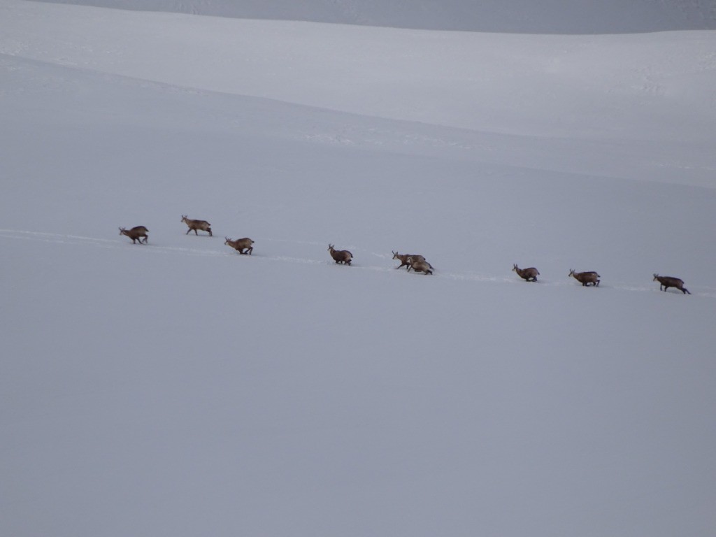 Chamois en face W du pas des griffes