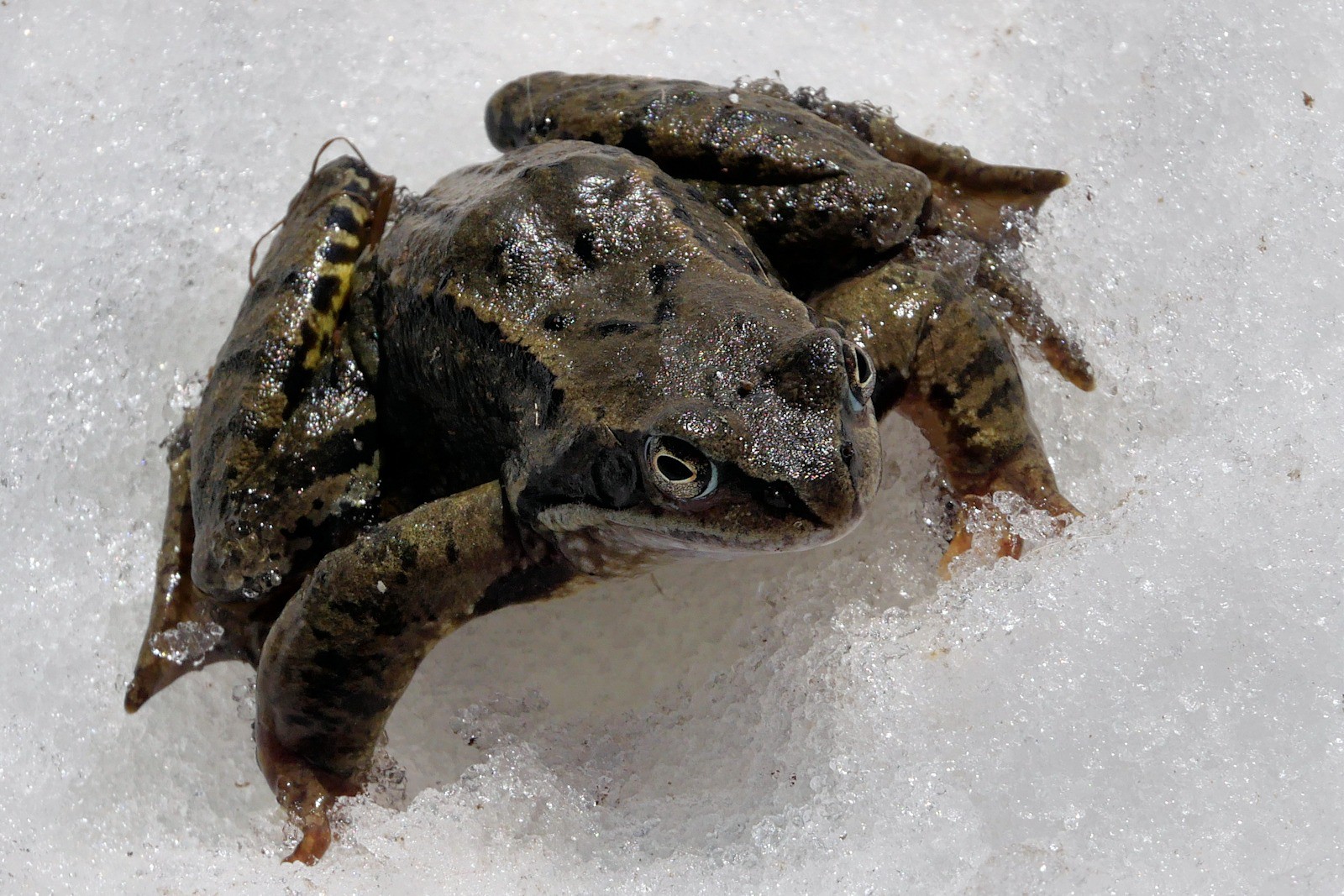 Les grenouilles Rousse du lac de la Tueda sont de sortie.