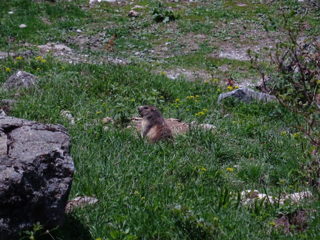 Marmottes