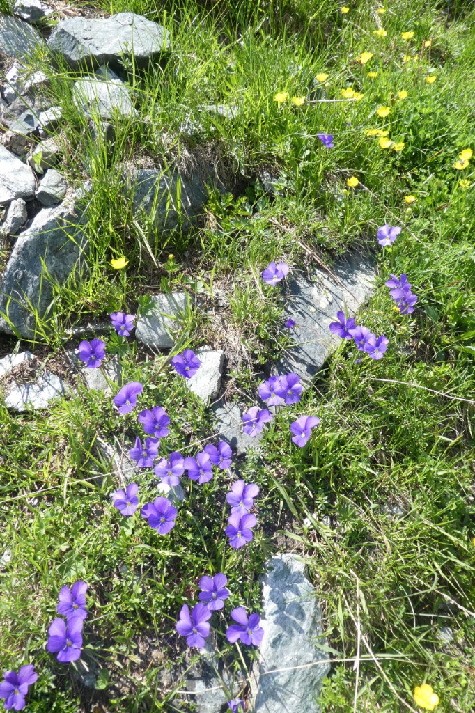 Des pensées pour tous les ami(e)s, skieuses, skieurs et tous les autres!