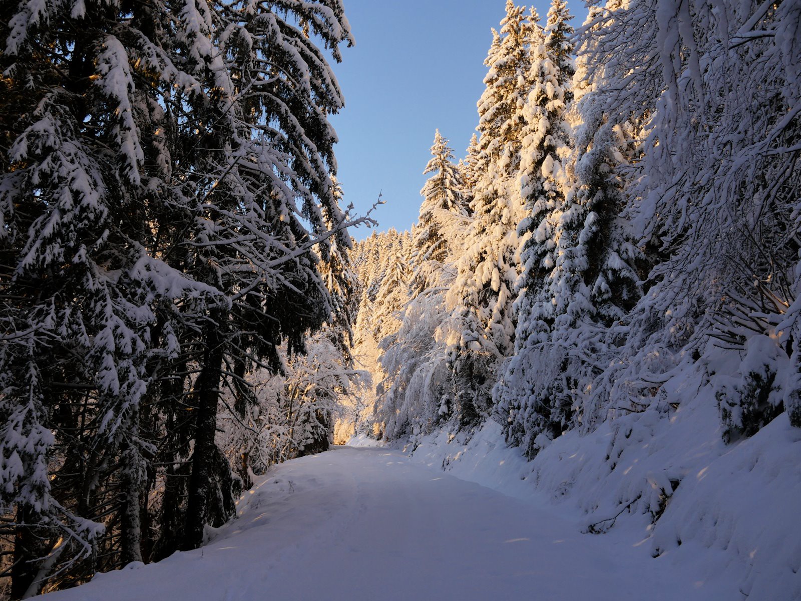 Piste forestière de Charvan, la neige... enfin !