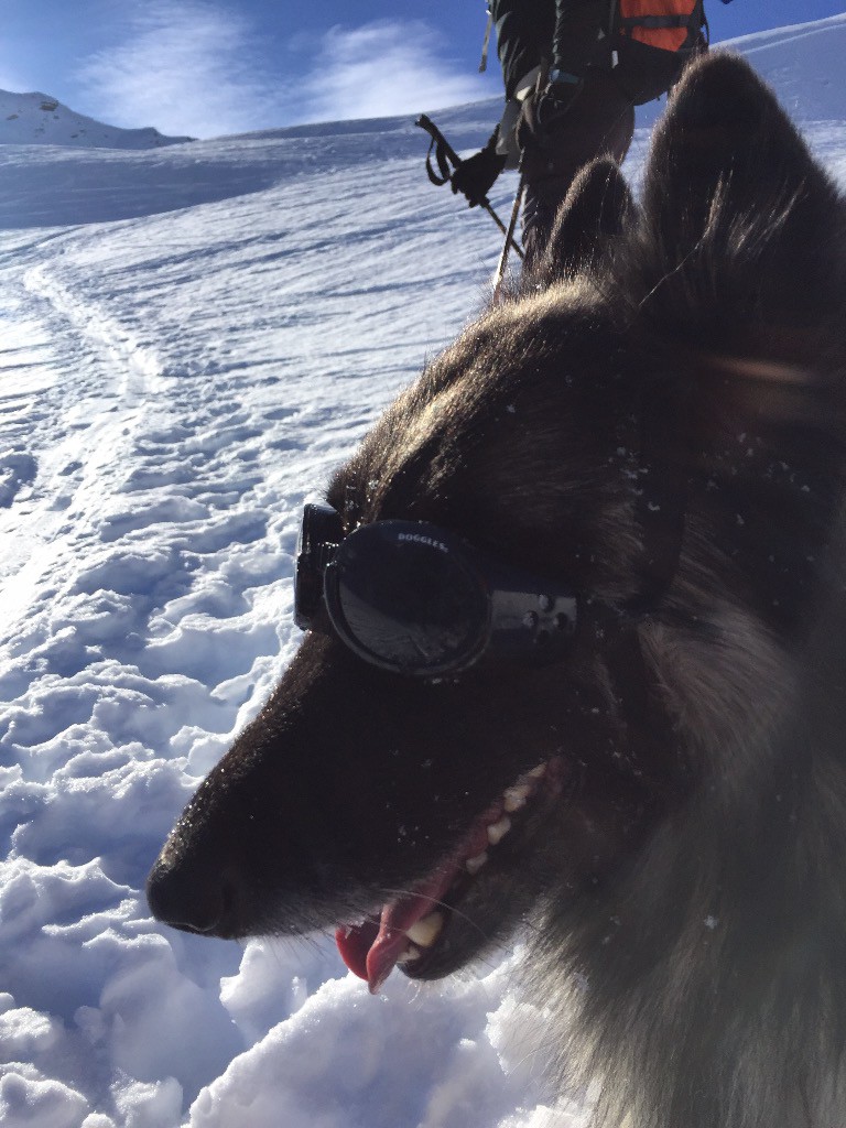essai de lunettes de soleil pour chien