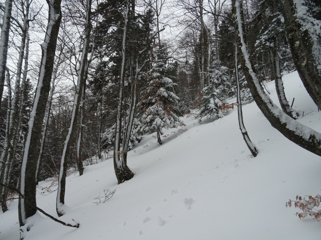 Forêt skiante ! 