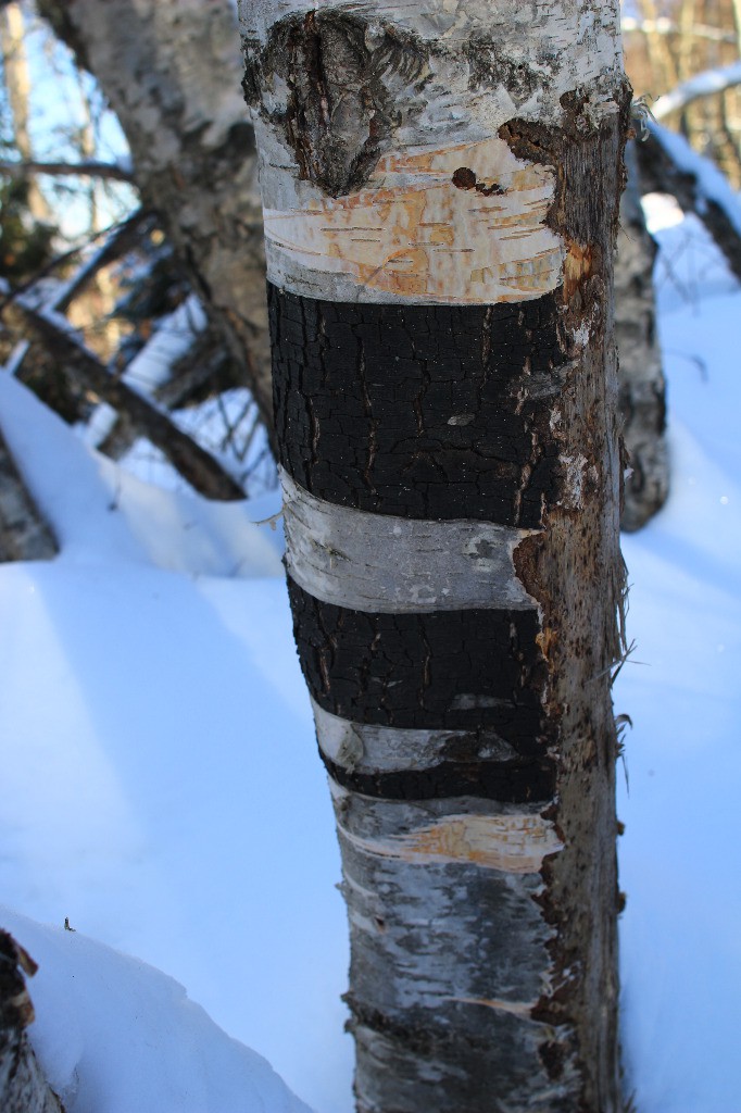 bouleau zèbre à Embarolin