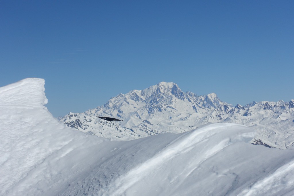 Corbeau en direction du Mont Blanc